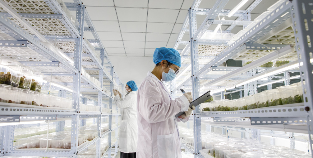  staff member of the East China Sea Comprehensive Agricultural Experiment Station of the Chinese Academy of Agricultural Sciences checks the growth of tissue culture seedlings in Lianyungang, East China's Jiangsu province, Feb 29, 2024.